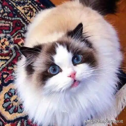 布偶猫是真的贵.