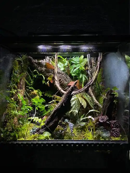 作品名《秋》因为用了很多种秋海棠…缸体尺寸是45方缸#雨林缸造景