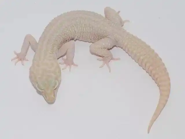 雪花类豹纹守宫概要snowedition