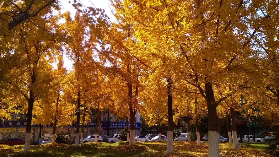 窗前的阳光,慵懒地流淌在我们的日子里-肃竹_个人