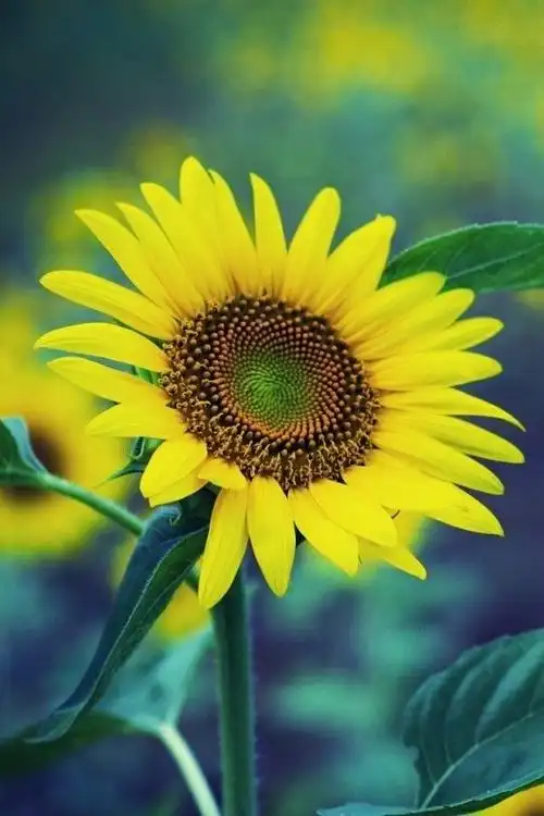 把所有的不快给昨天,把所有的希望给明天,把所有的努力给今天.