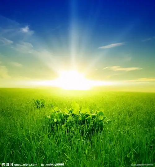阳光下的草原图片