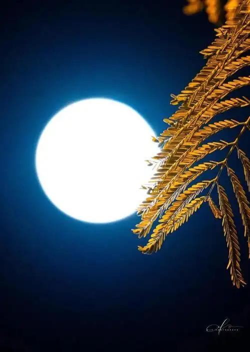 中秋朋友圈晒月亮来了