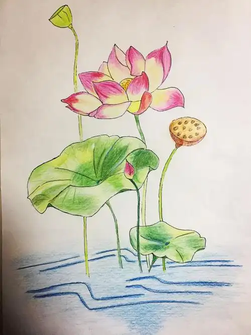 夏天来啦!画朵荷花纪念一下!