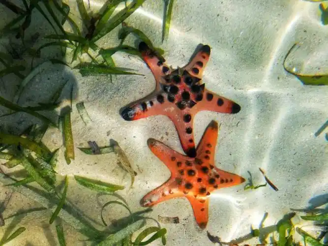 唯美的海底世界可爱的小动物