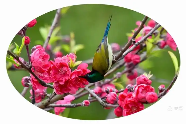 桃花太阳鸟花鸟图