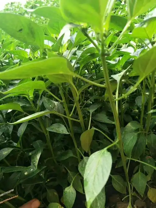 朝天椒苗,单生朝天椒苗,小米椒苗,美人椒苗