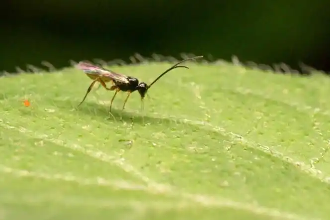 于 a href="#" data-lemmaid="21285">水稻 /a>稻田,隶属于茧蜂科的 a