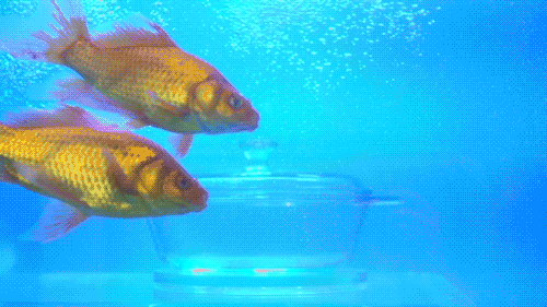 500_281gif 动态图 动图