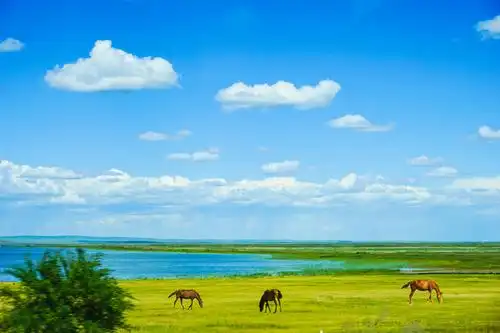 呼伦贝尔大草原——北国风光(四)