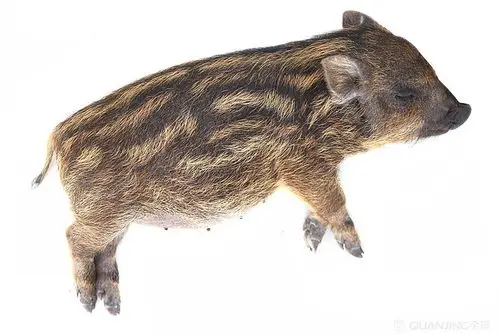 猪的图片_图片大全