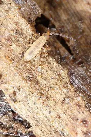 弹尾目·跳虫科:跳虫