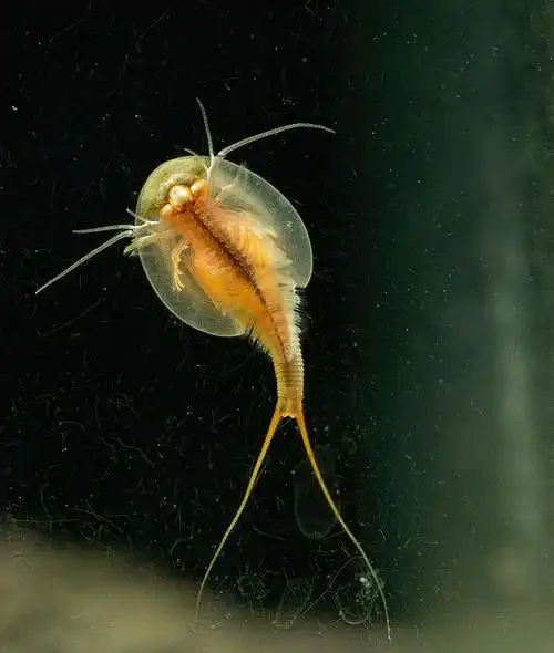 三眼恐龙虾从孵化到抱卵的记录