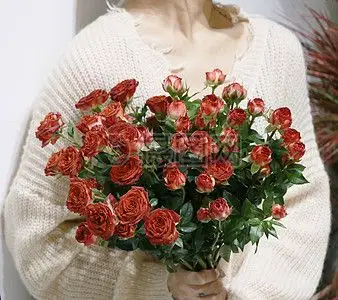 鲜花 女子背影穿着毛衣的女子抱着鲜花背景