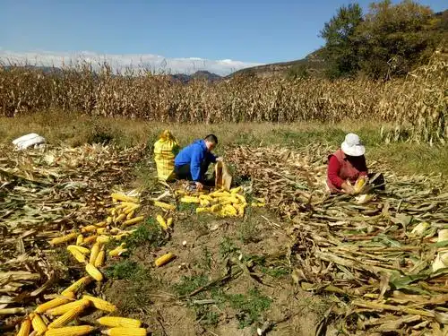 秋收(我帮爷爷奶奶收玉米)