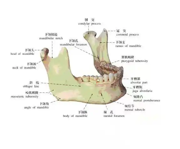 下颌是在脸的什么部位图解