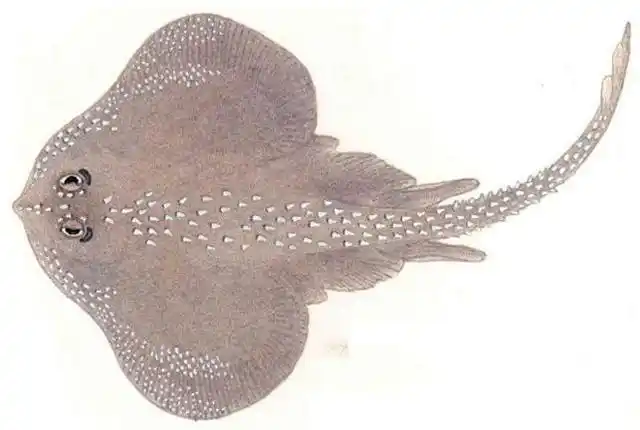 你知道海里的鱼类都有什么种类吗?