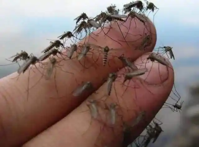 假如人类把蚊子全部灭绝了,会有什么后果?大开眼界