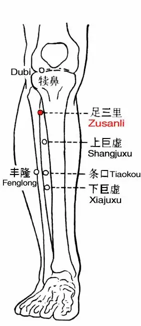 小腿前面属于什么经络