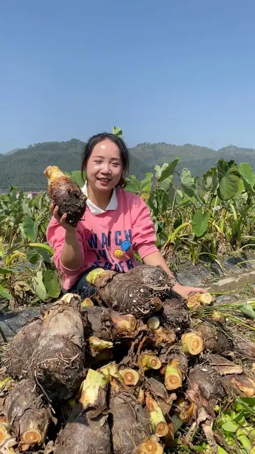 新鲜荔浦芋头,好山好水好芋头