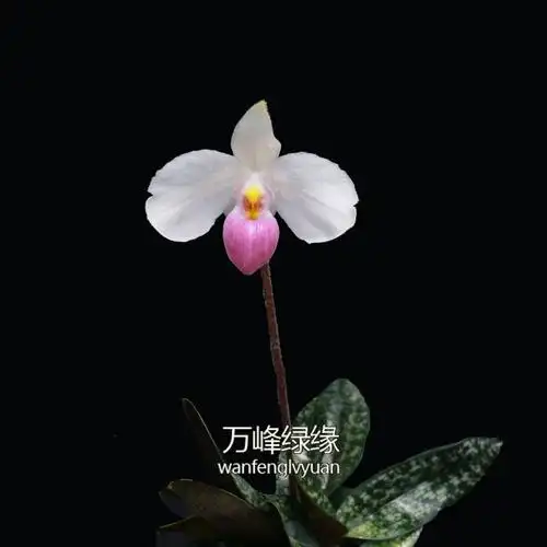 绿缘兰花实生原生德氏越南美人兜兰paphdelenatii时令草本花卉