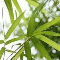 好看竹叶头像_微信头像图片大全