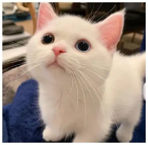 一只白色小奶猫竟因逆天颜值火了此猫只因天上有