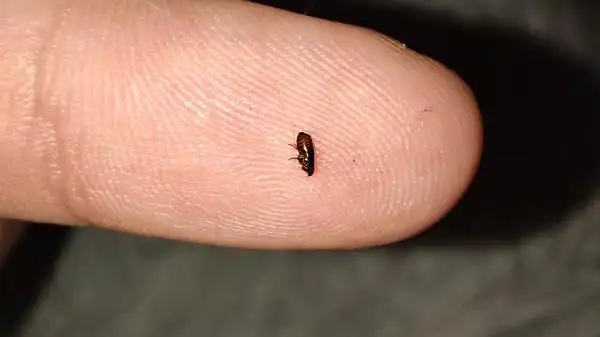 sos我家猫长跳蚤一个月了