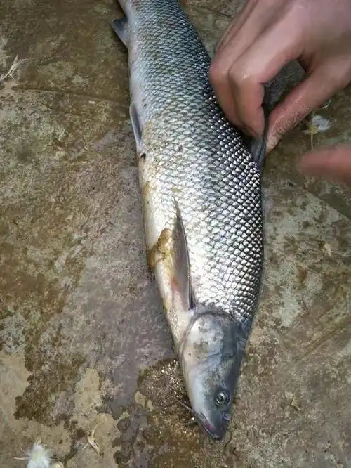 这条鱼鳞很细,而且还有大鼻孔,最主要的是它长胡须