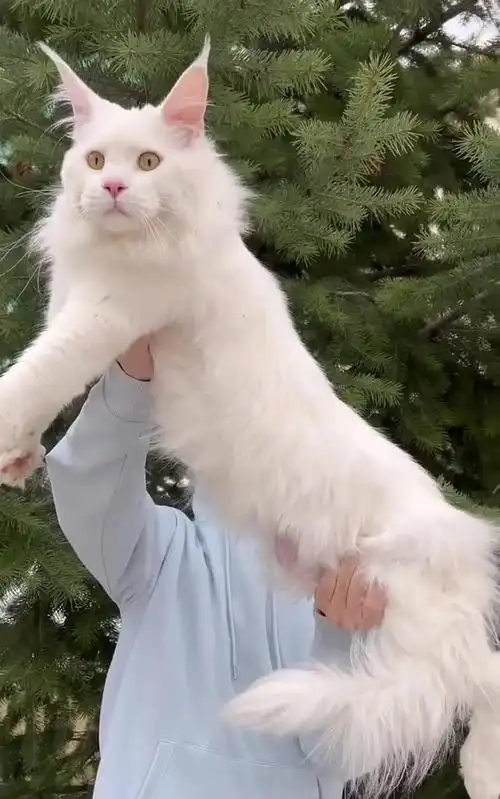 #我要上热门#大体纯白弟弟缅因猫缅因猫宝宝