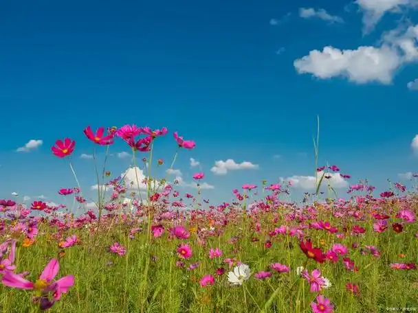 关于蓝天白云花开的唯美句子