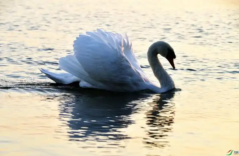 穿过城市拍天鹅
