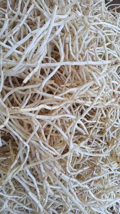 云南文山农户精洗丶茅根丶精品鱼腥草【折耳根】