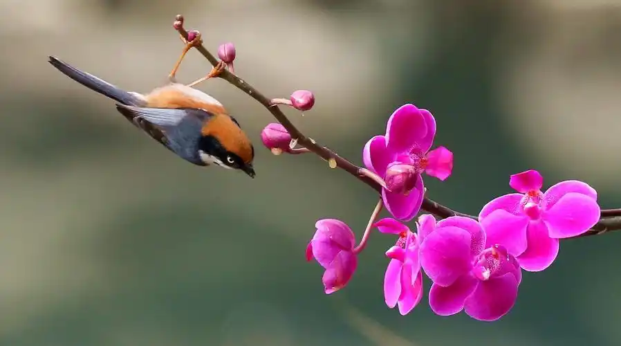 【图片4】花鸟,,,--蜂鸟论坛照片套图