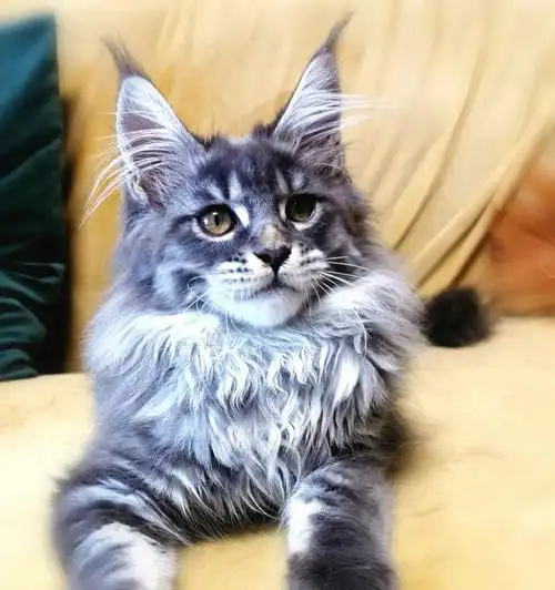 蓝虎弟弟,缅因猫宝宝