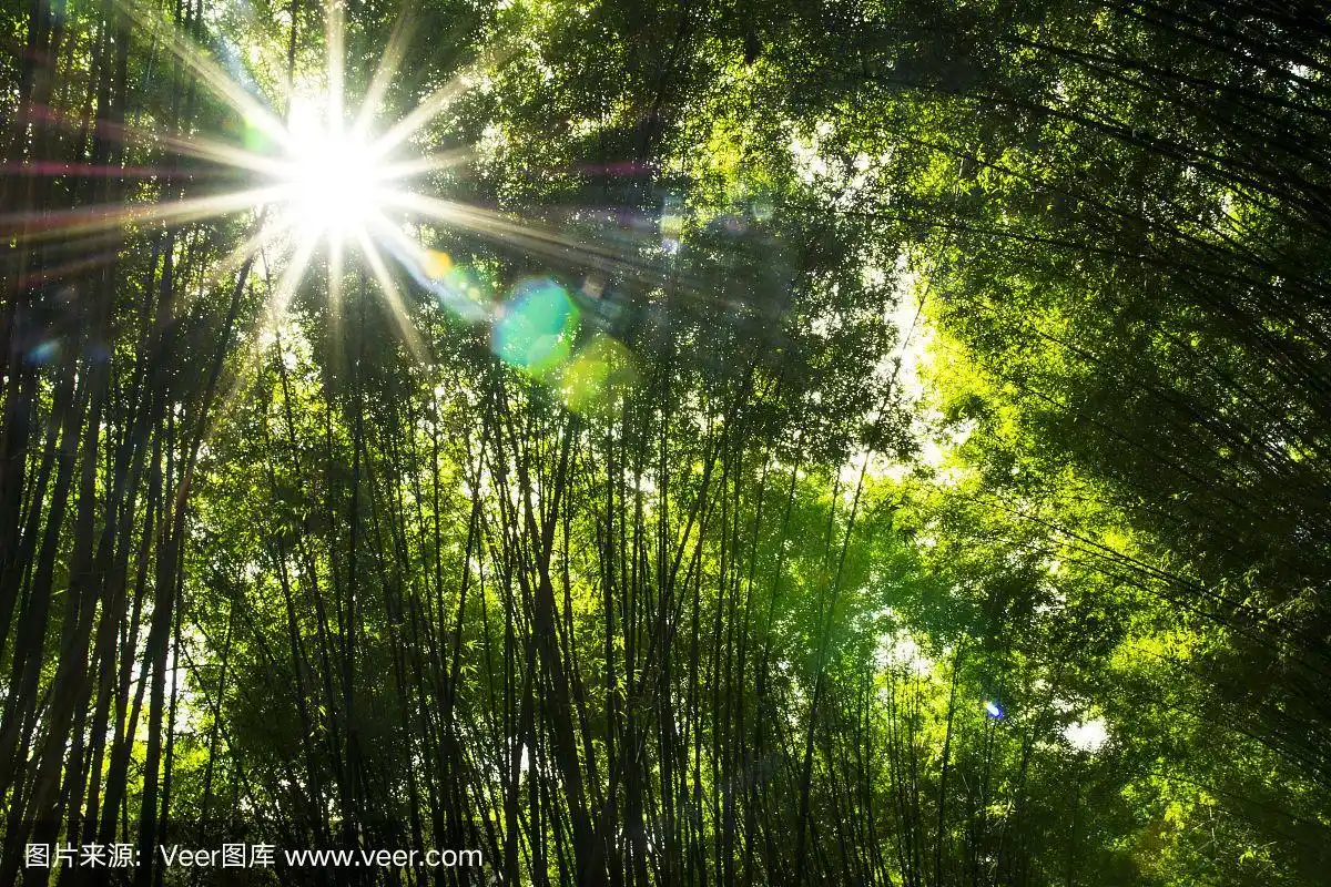 竹林与太阳耀斑的背景
