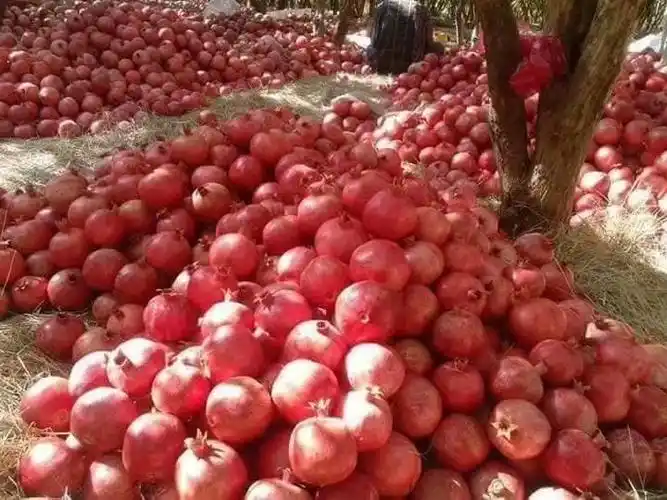 阿富汗的石榴熟了