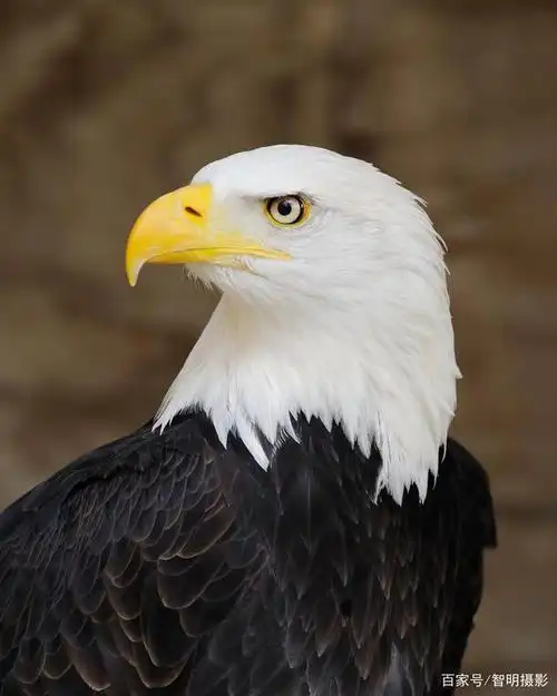 白头海雕 bald eagle