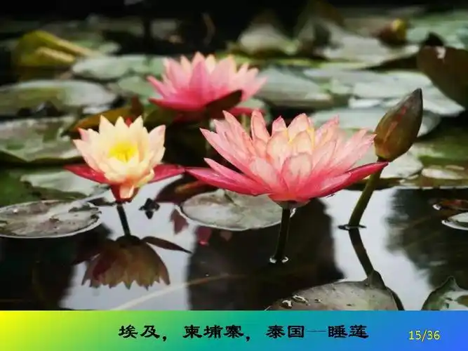 转载世界各国的国花