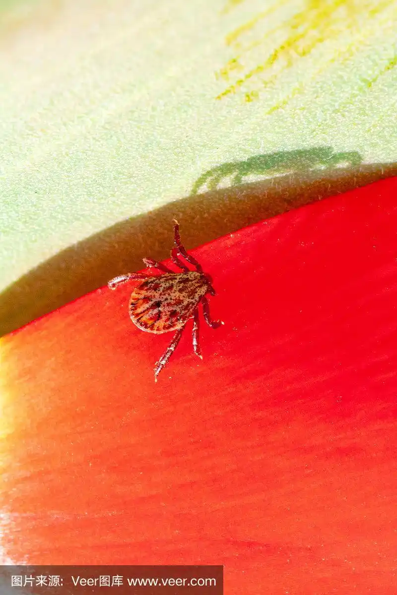 蜱,红色,背景分离,环境,野生动物