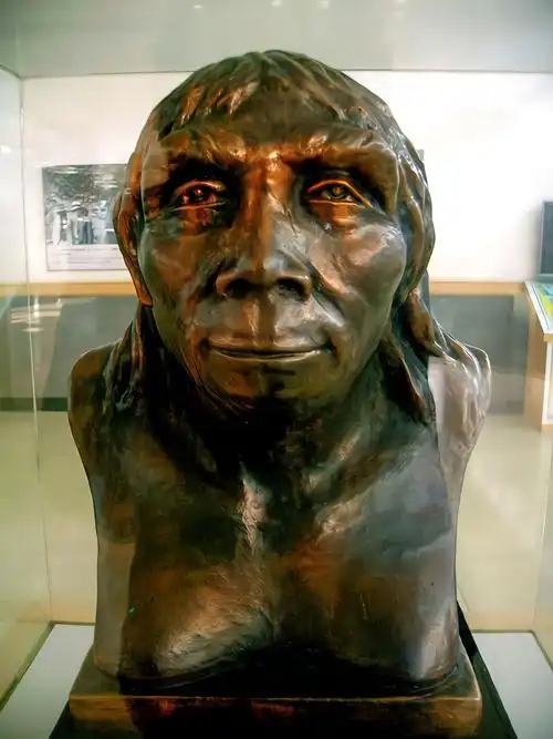 北京猿人头盖骨失踪78年究竟被谁抢去了一个日军老兵说出线索