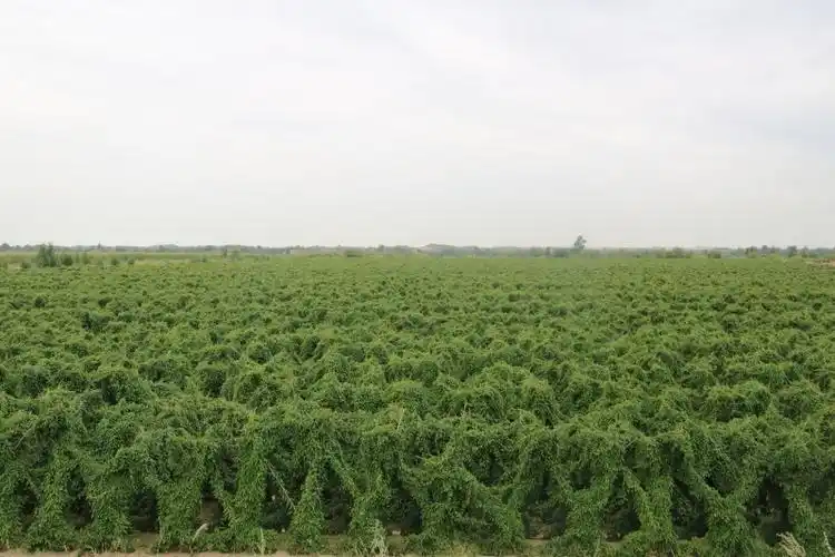 补浪河乡曹家峁村的山药种植基地