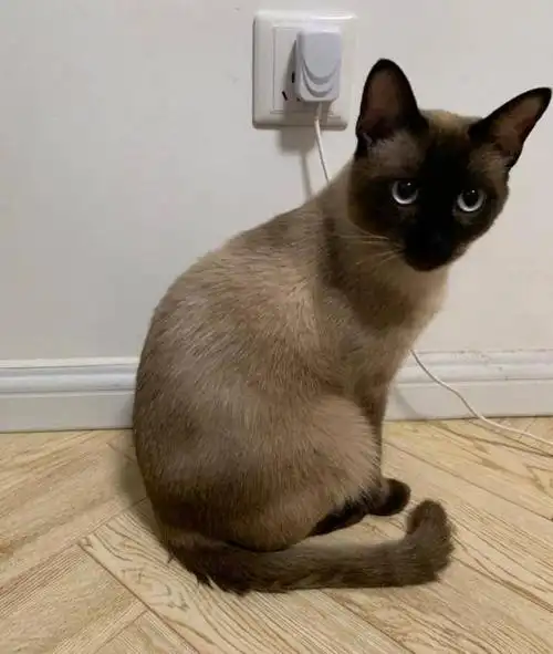 暹罗猫呕吐食物是怎么回事?