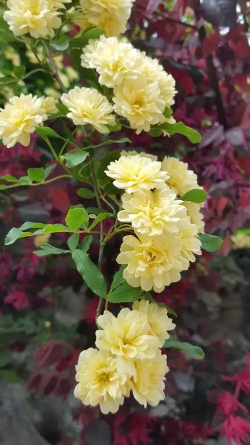 盛开的黄木香花