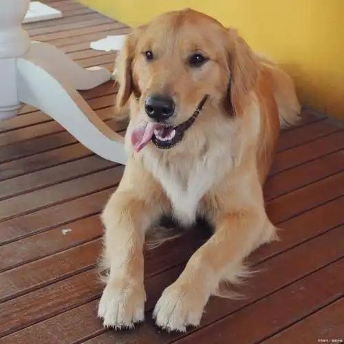 金毛龇牙咧嘴不肯修脚毛,女孩一巴掌打过去,金毛反应令人大笑了