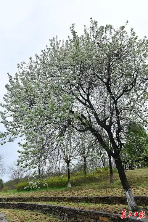 山上春花灿烂图集