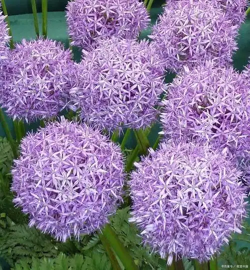 下面,我们就来介绍一下网球花的养殖方法和注意事项.