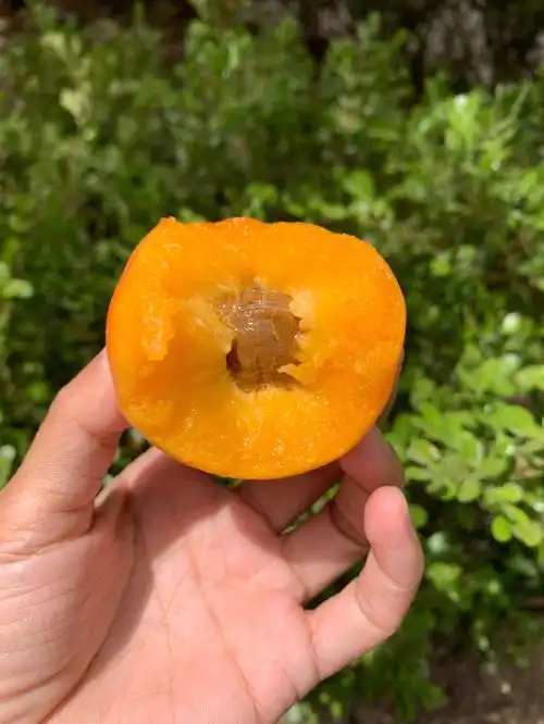 树上自然熟透的胭脂杏今天开单就是2000斤