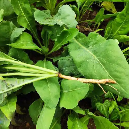 新鲜板蓝根苗中草药材方块装茶叶子陕西商洛其他药食同源食品