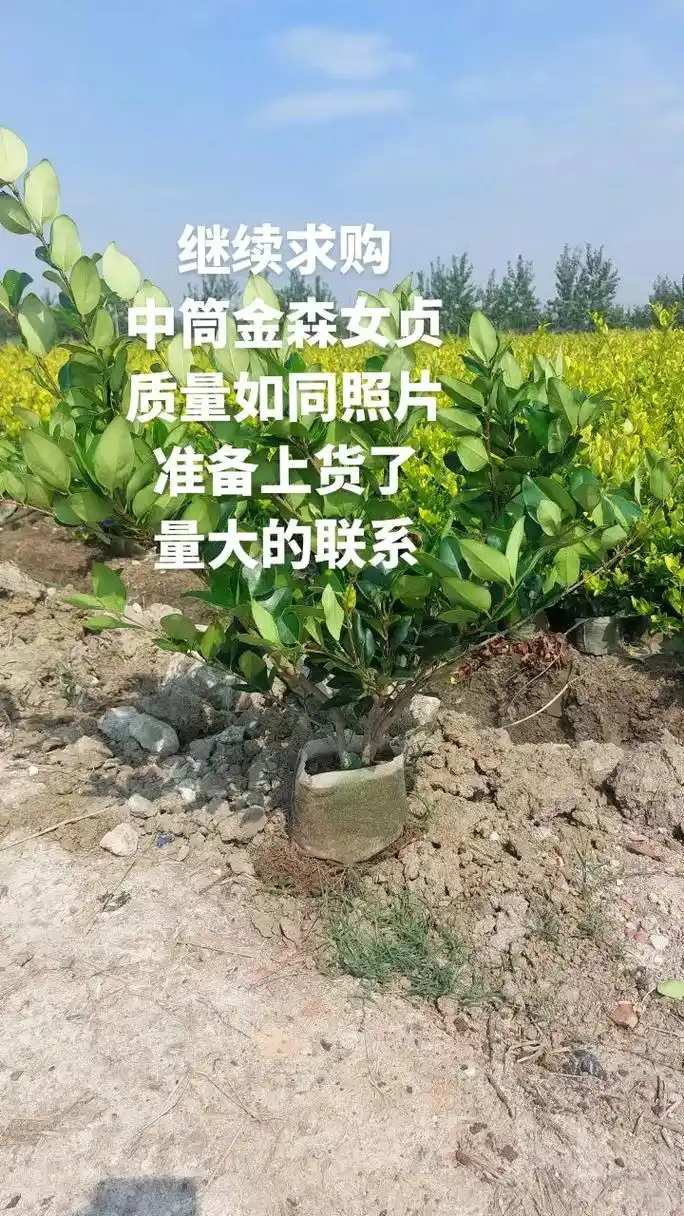 继续求购 中筒金森女贞 质量如同照片 准备上货了 量大的联系 - 抖音